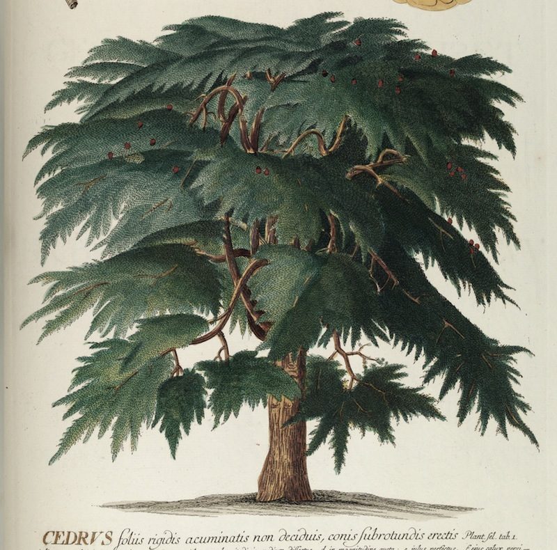 Da un seme un albero: il Cedro del Libano dell’Orto Botanico di Lucca