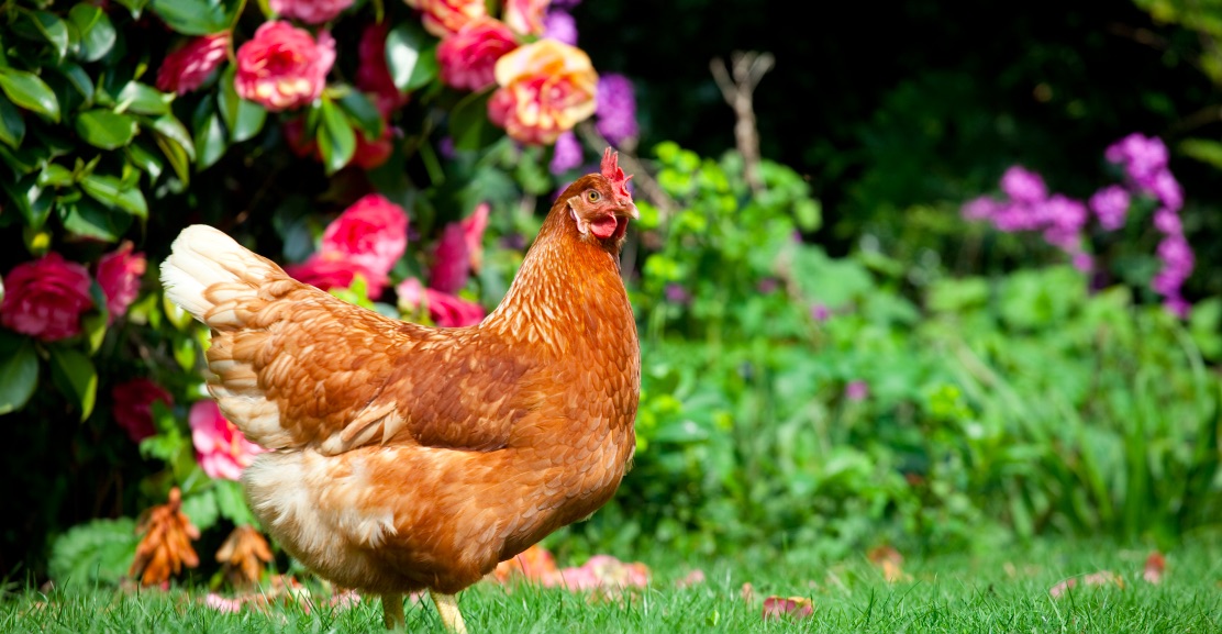 Elena Zanni: “Tra rose e galline”, come far convivere animali di bassa corte e giardino webinar giovedì 5 agosto alle ore 21