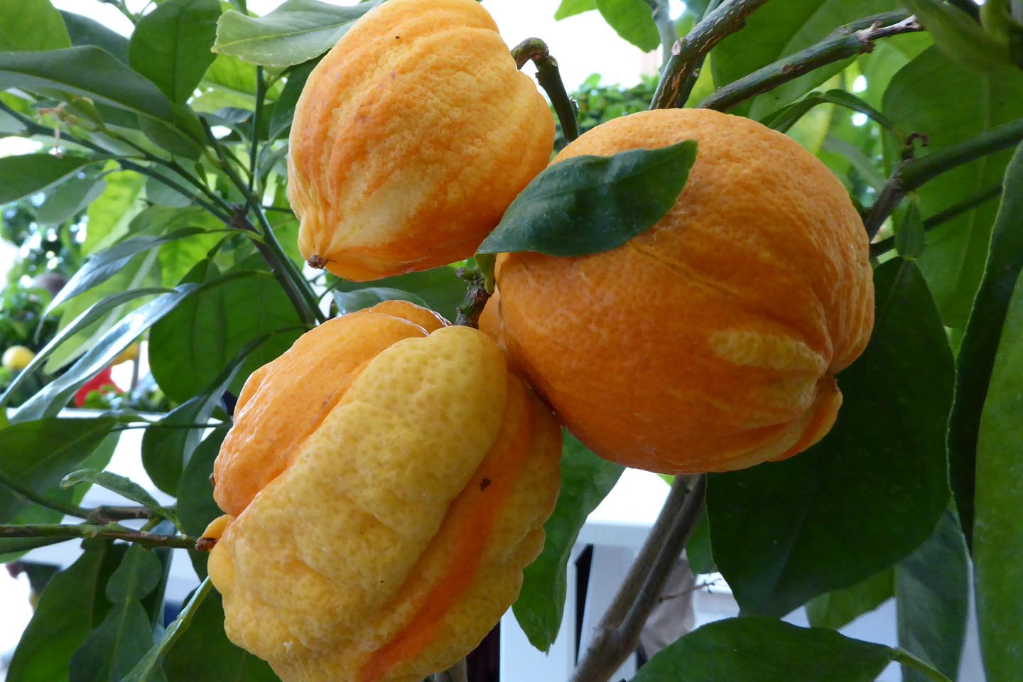 Frutta variegata: fra chimere, rarità e cultivar gustose