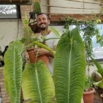 L’acclimatazione di piante arbusti e alberi tropicali e subtropicali con Luca Recchiuti